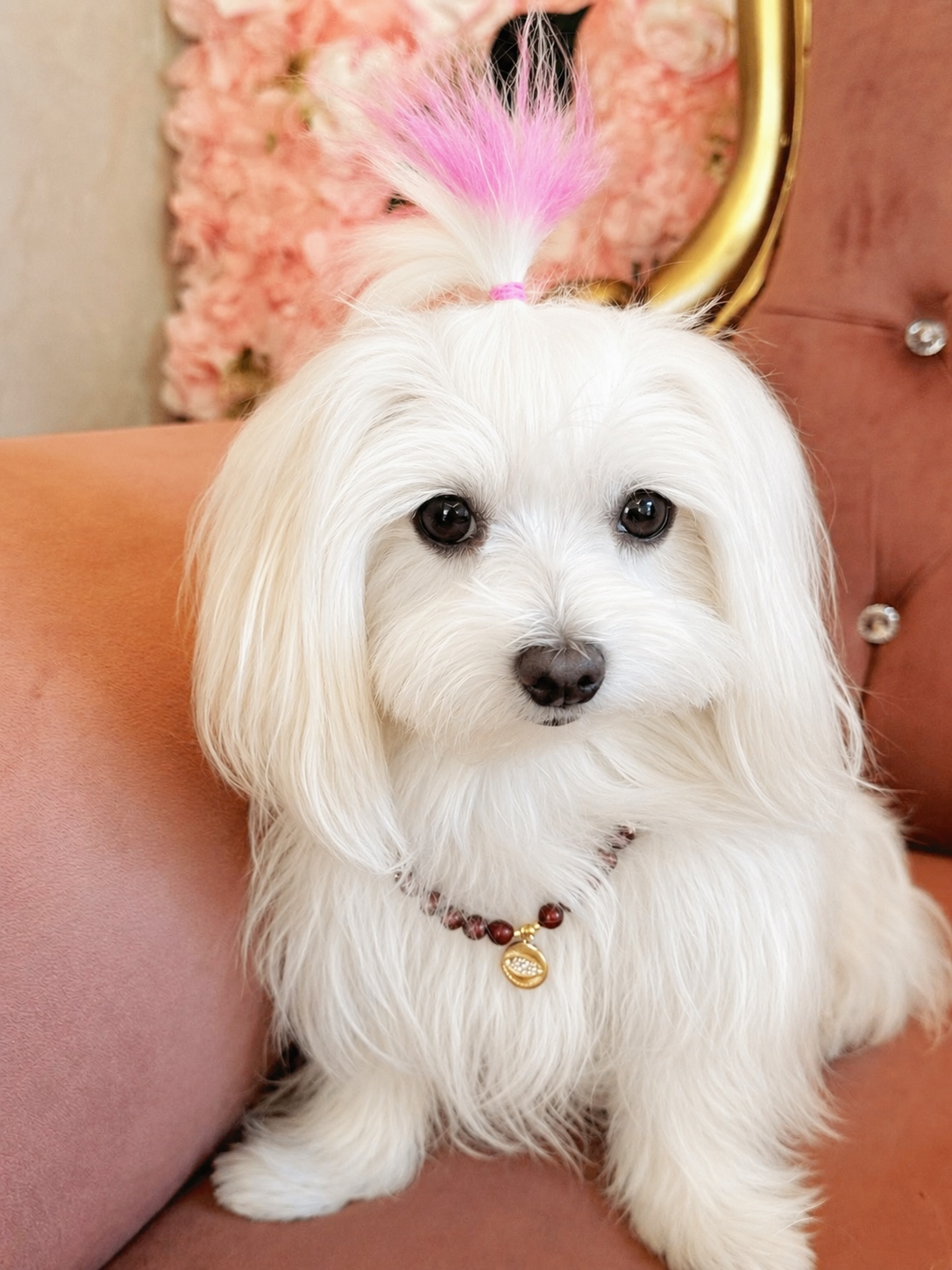 Royale Bond Pet & Owner Set - Image 2